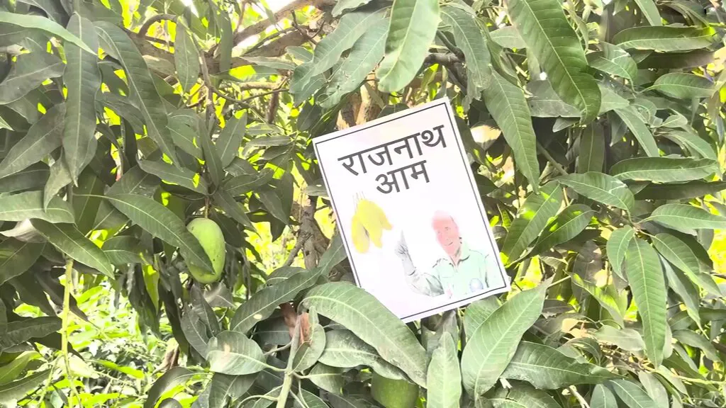 Mango variety named after Rajnath Singh