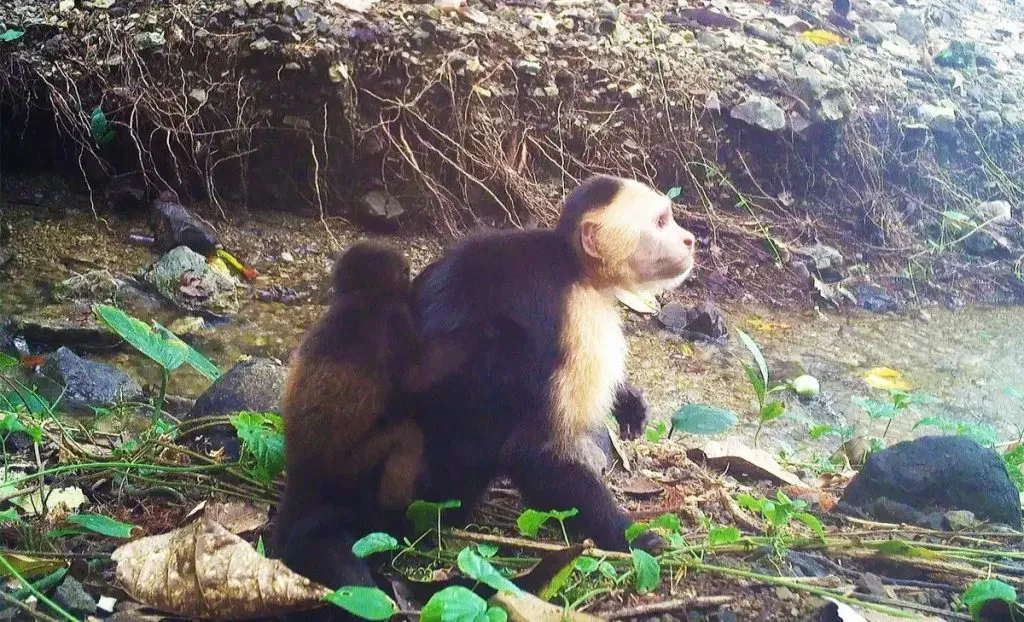 Capuchin monkey