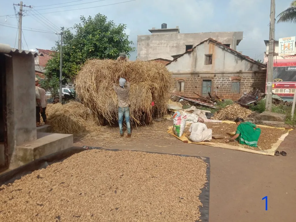 Break in the rains; farmers in a rush