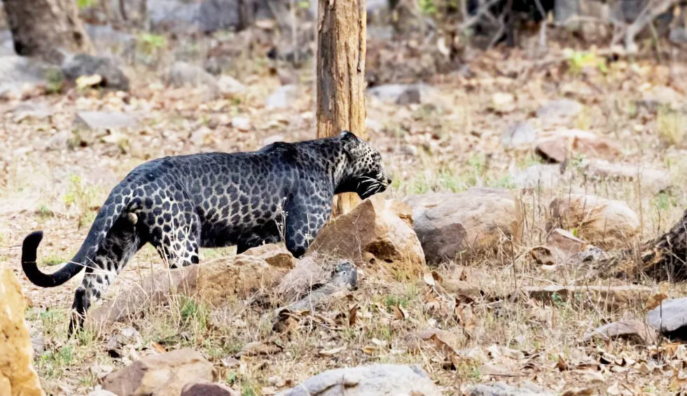 The beauty of the black leopard