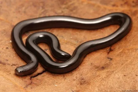 A snake that gives birth without a male.