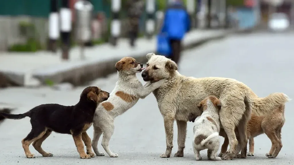 The rising number of stray dogs is becoming a serious problem.