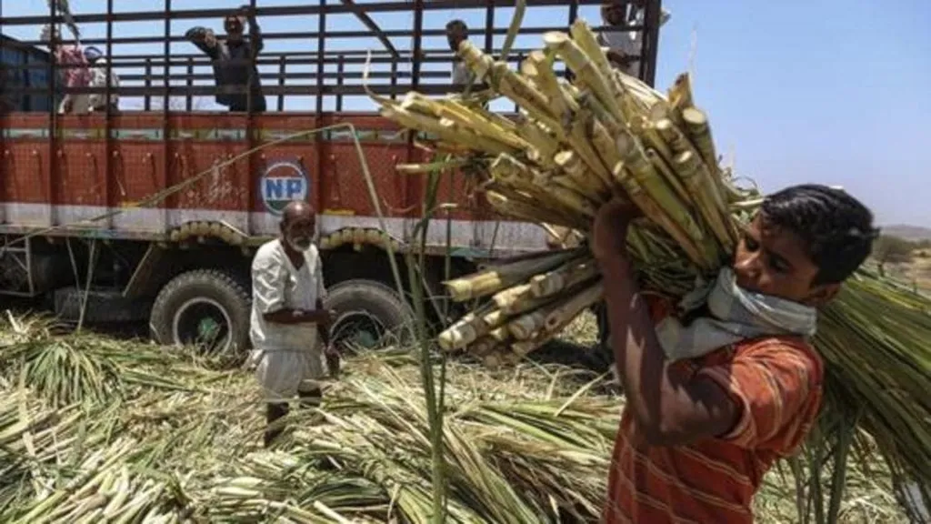 Sugarcane FRP Rs 355 per quintal