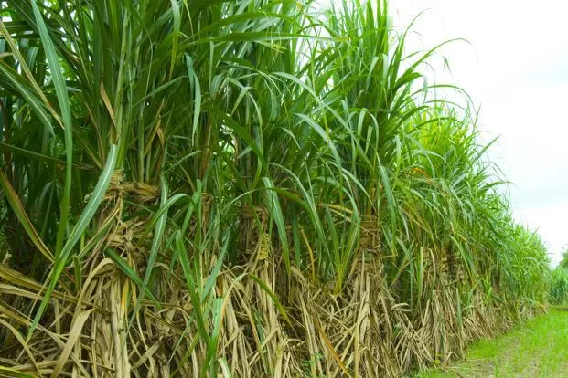 ऊसाचे क्षेत्र वाढले, खरिपाचे घटणार Increase in sugarcane cultivation to reduce kharif crop area