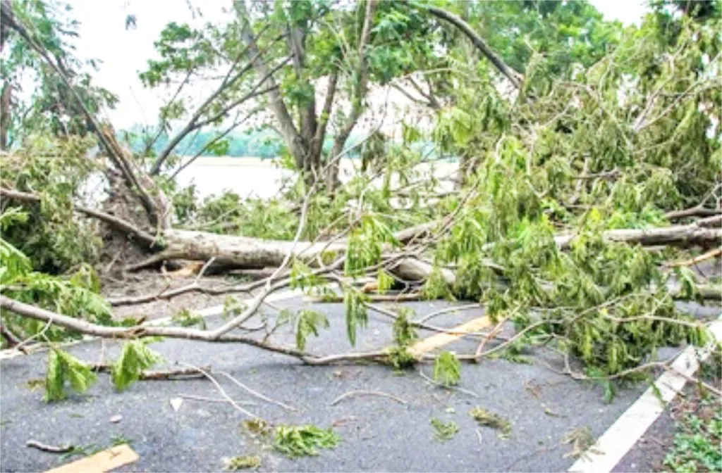 वादळी वाऱ्याने शेकडो वृक्ष जमीनदोस्त Drawings on dangerous trees in the city