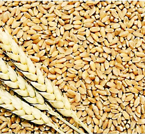 गव्हाच्या उत्पादनात विक्रम शक्य Record wheat production possible