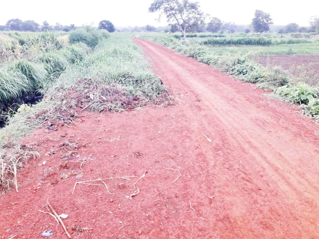 नदीकाठ रस्त्यावर गवतमिश्रित गाळ टाकण्याचा प्रकार Type of dumping of silt mixed with grass on the road along the river bank