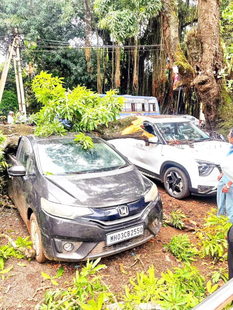 Tree branch falls on two cars, causing damage of Rs. 5 lakh