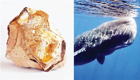 सांगे ‘अंबरग्रीस’ तस्करीप्रकरणी मुंबईतून आणखी एकास अटक Another person arrested from Mumbai in connection with ambergris smuggling case