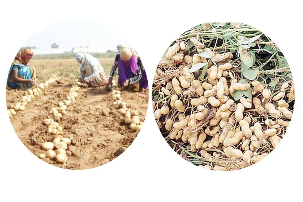 Potato and sweet potato cultivation boosted by rains