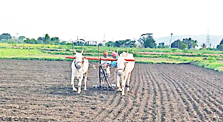 तालुक्याच्या पूर्वभागात धूळवाफ पेरण्यांना वेग Dust sowing accelerates in the eastern part of the taluka