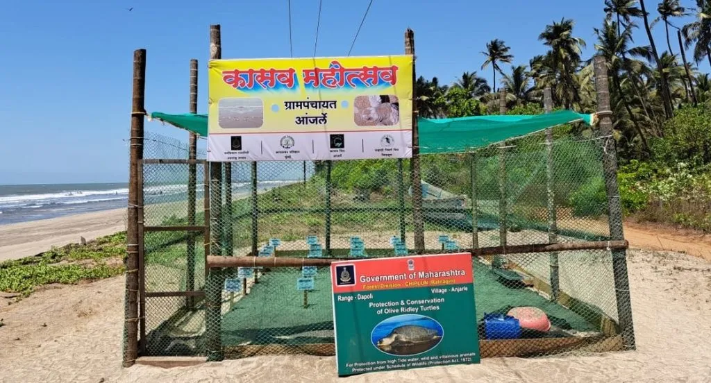 जिल्ह्यातील 23 समुद्रकिनाऱ्यांवर 46 कासव मित्र 46 Turtle Friends on 23 Beaches in the District