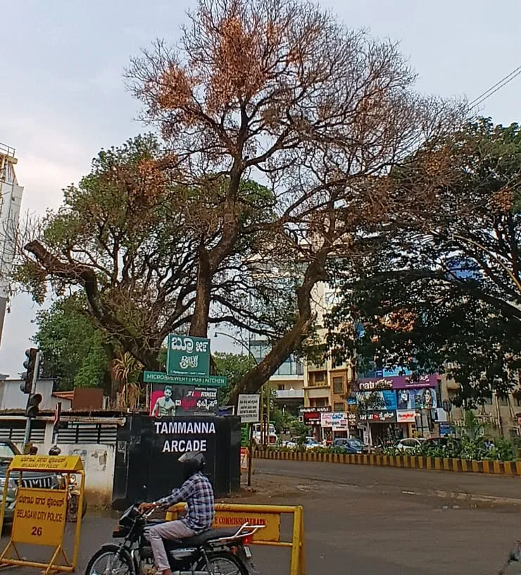 शहरातील धोकादायक झाडांकडे वनखात्याचे दुर्लक्ष Forest Department's negligence towards dangerous trees in the city