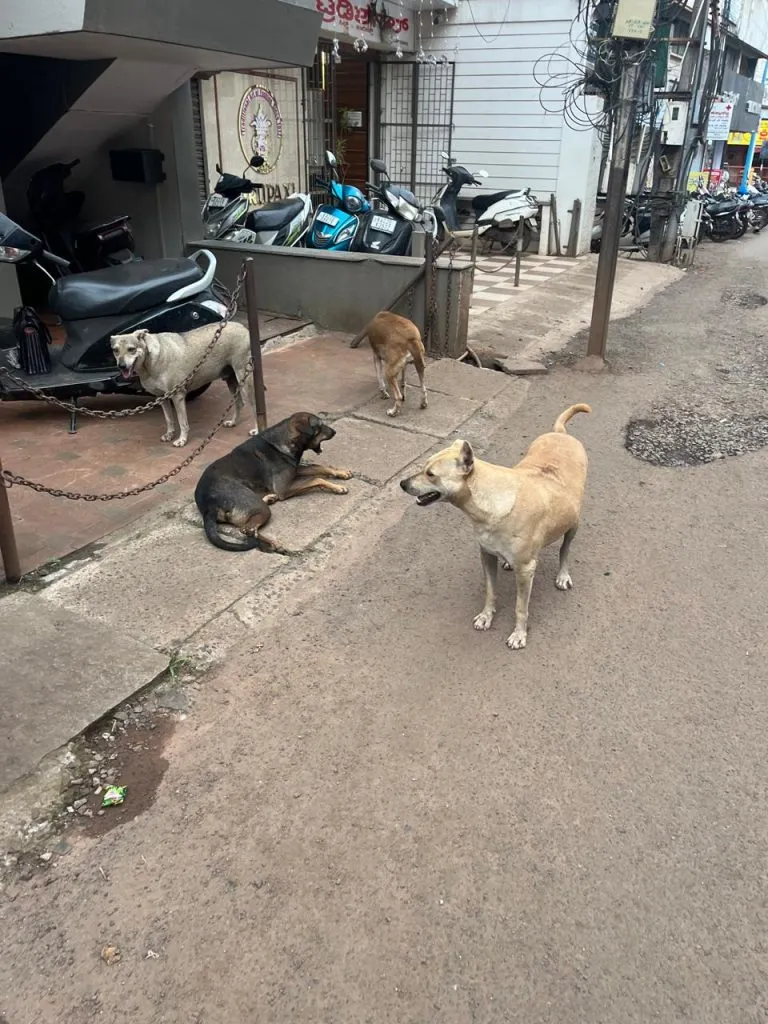 Increase in the number of stray dogs in the city