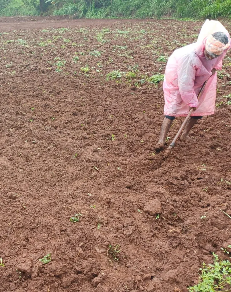 भातरोप पेरणीसाठी शेतकऱ्यांची धडपड Farmers struggle to sow paddy