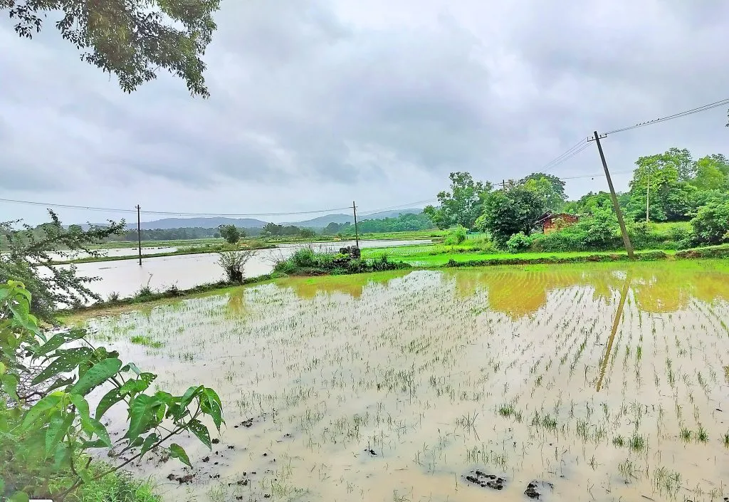 Heavy rains continue: Double sowing crisis in Khanapur taluka