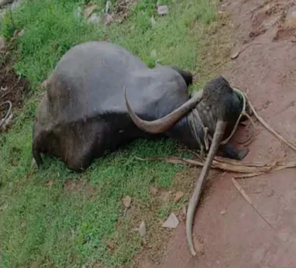 Buffalo dies of electric shock in Basavanagudi