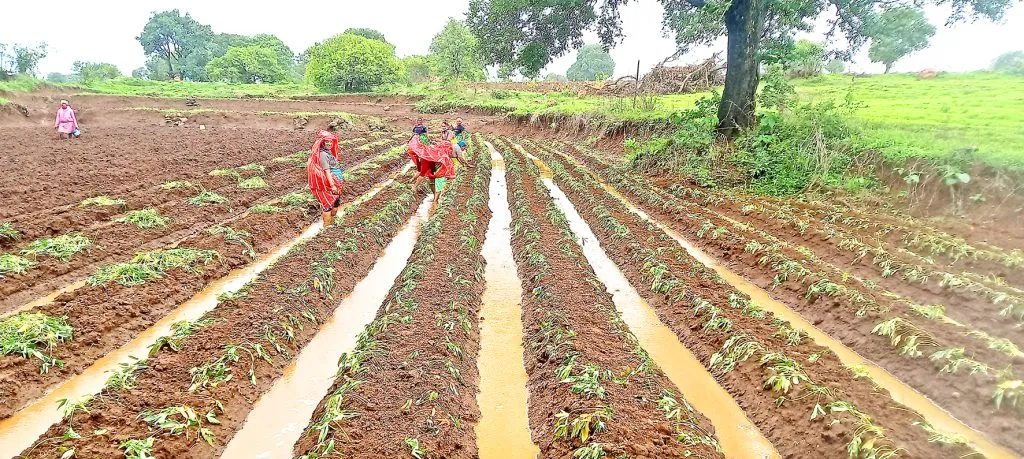 जांबोटी-बैलूरमध्ये वेल लागवडीला पोषक वातावरण Environment conducive to vine cultivation in Jamboti-Bailur