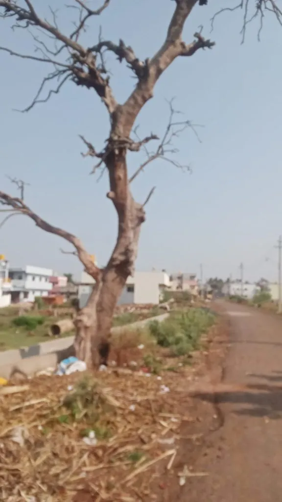 Remove 'that' dangerous tree on the Vadgaon-Yarmal road