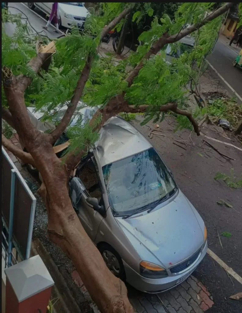 Car damaged by falling tree