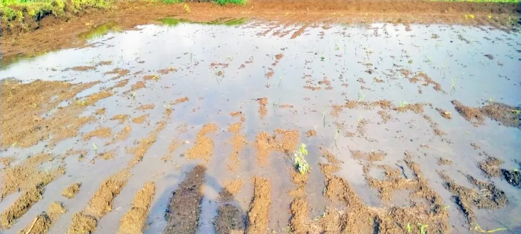तालुक्यात आर्द्रा नक्षत्राची जोरदार सलामी Strong salutation of Ardra Nakshatra in Taluka