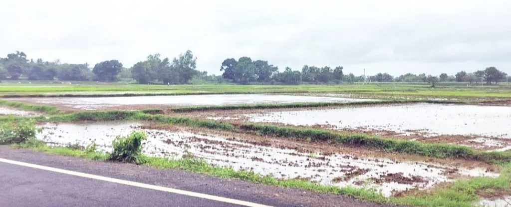 Khanapur taluka has received 80 percent more rain so far