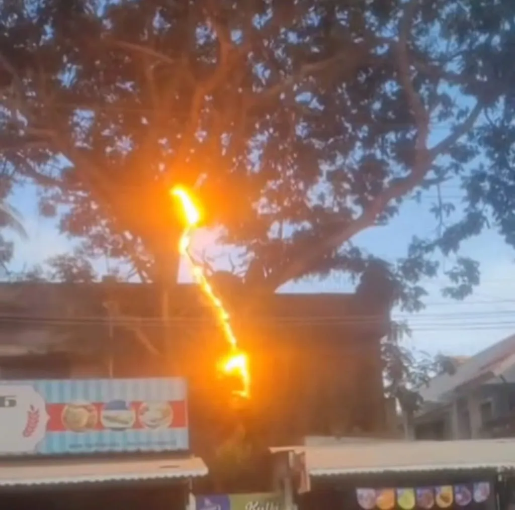 Fire caused by tree branch falling on electric wires