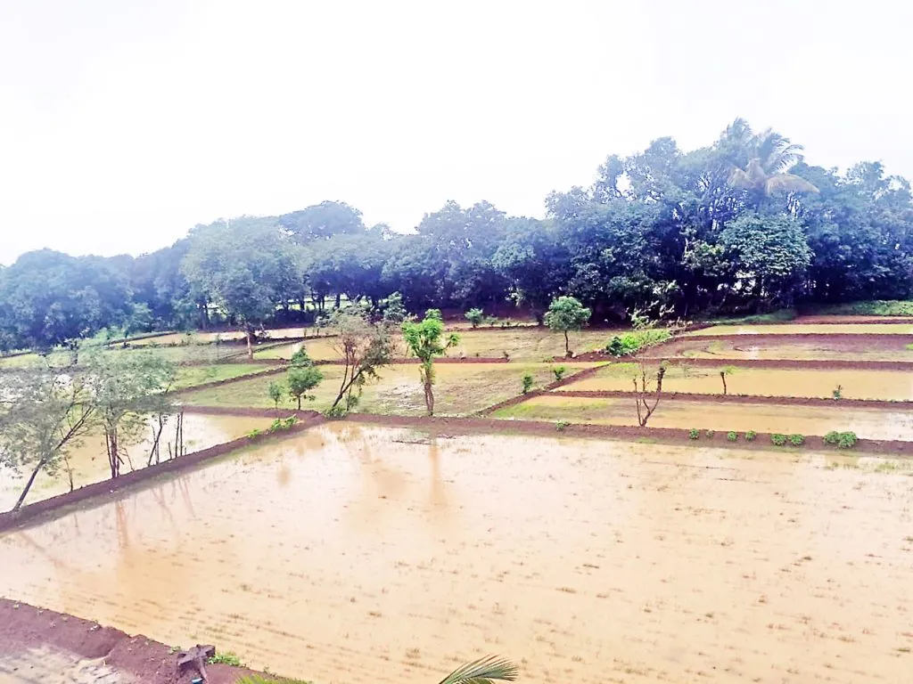 Paddy crops submerged due to heavy rains due to 'Ardra'