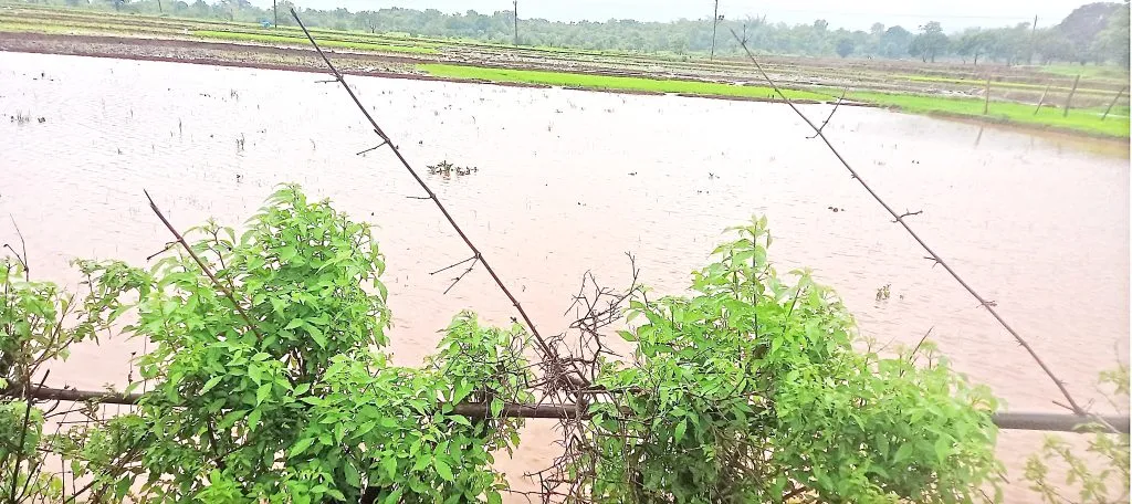 जांबोटी परिसरात पावसाचा कहर सुरुच Rain continues to wreak havoc in Jamboti area