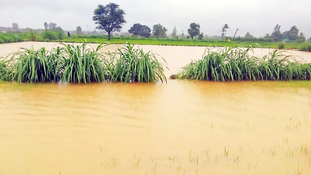 Fear of rotting of crops in Kakti Shivara