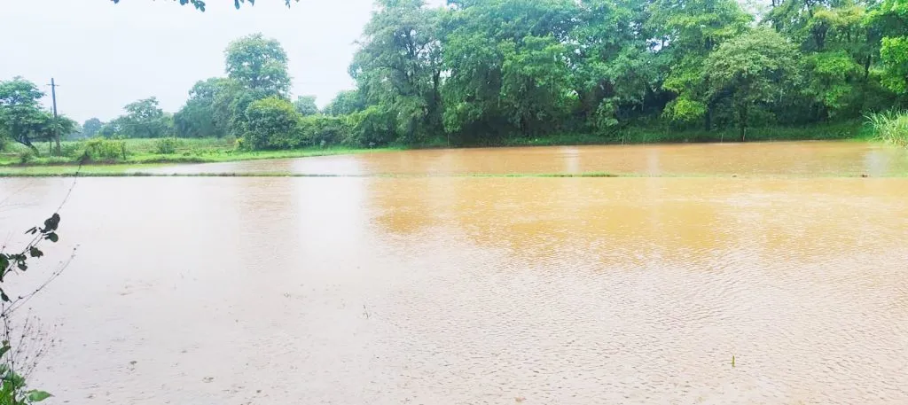 Continuous rain continues in the taluka