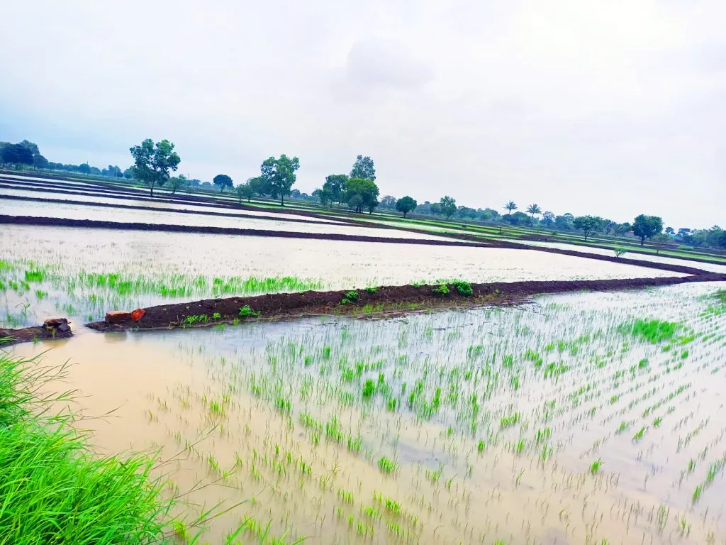 The intensity has reduced in Yellur area, but the crops remain under water.