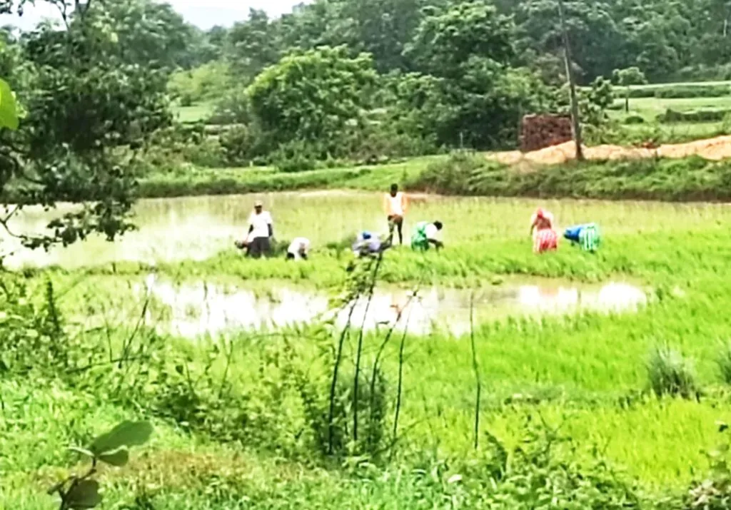 गुरुवारी घेतली पावसाने विश्रांती The rain took a break on Thursday.