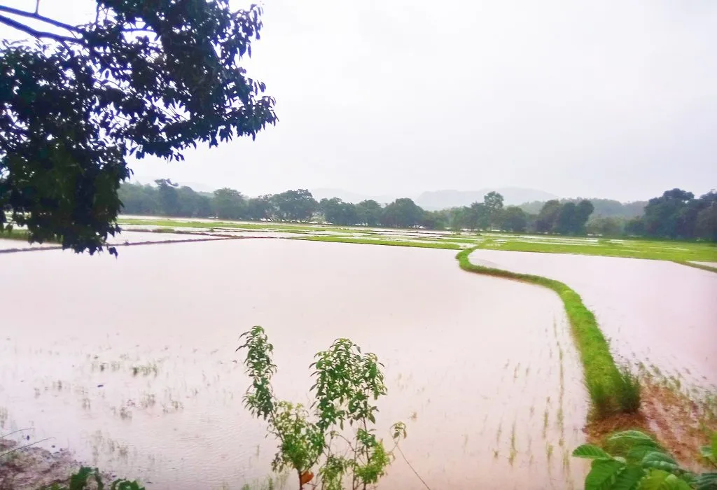 Paddy fields in Kaundal area remain under water for the fourth day