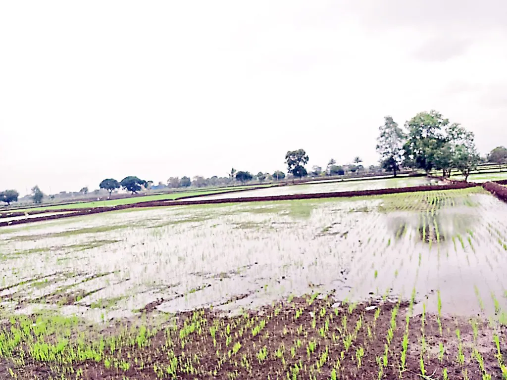 Rain brings relief to Yellur, crops out of water