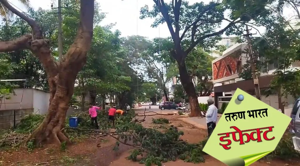 Removal of dangerous trees in Bhagyanagar begins