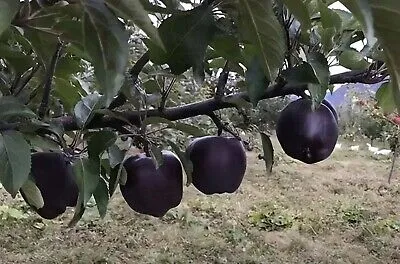 The most expensive apple in the world