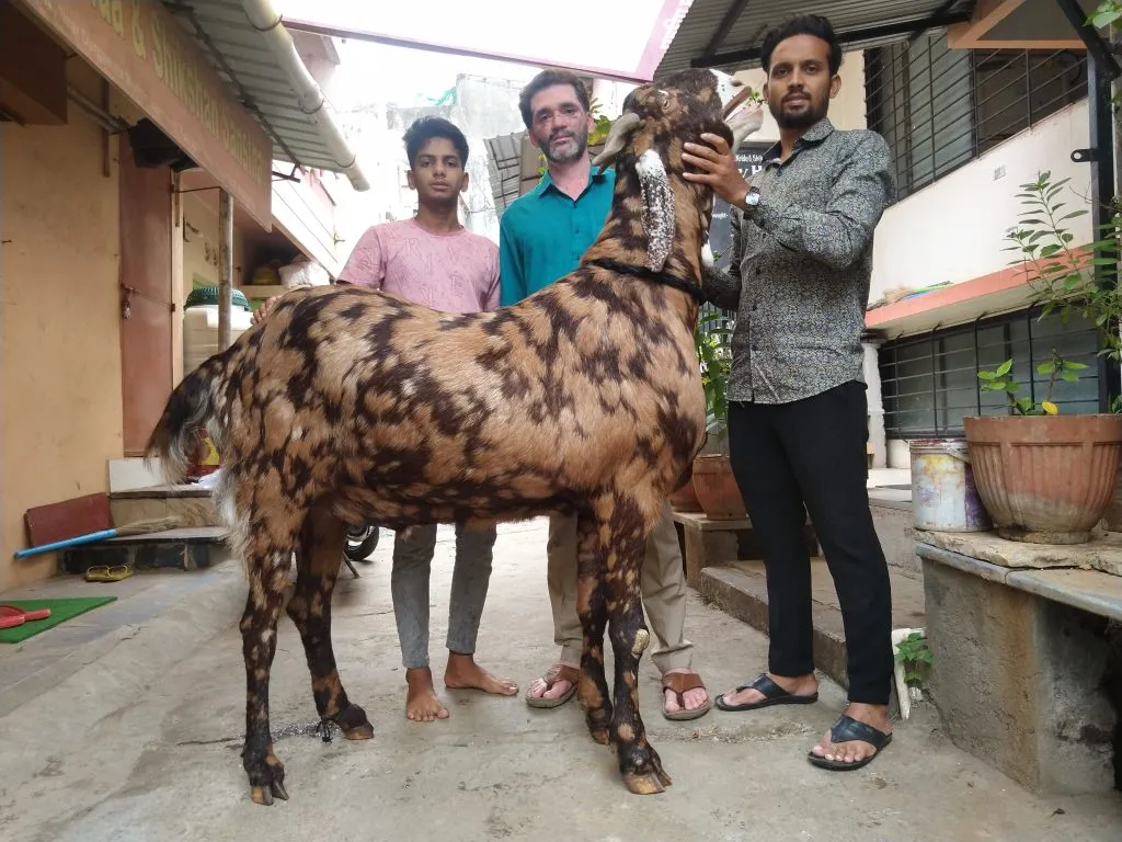 अबब ! ईदसाठी आणले पावने दोन लाखांचे बकरे Wow! Goats worth nearly ₹2 lakh brought for Eid