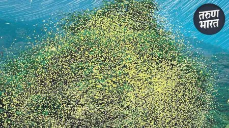 eggs are laid in tall grass Fireflies production in nature chandaul