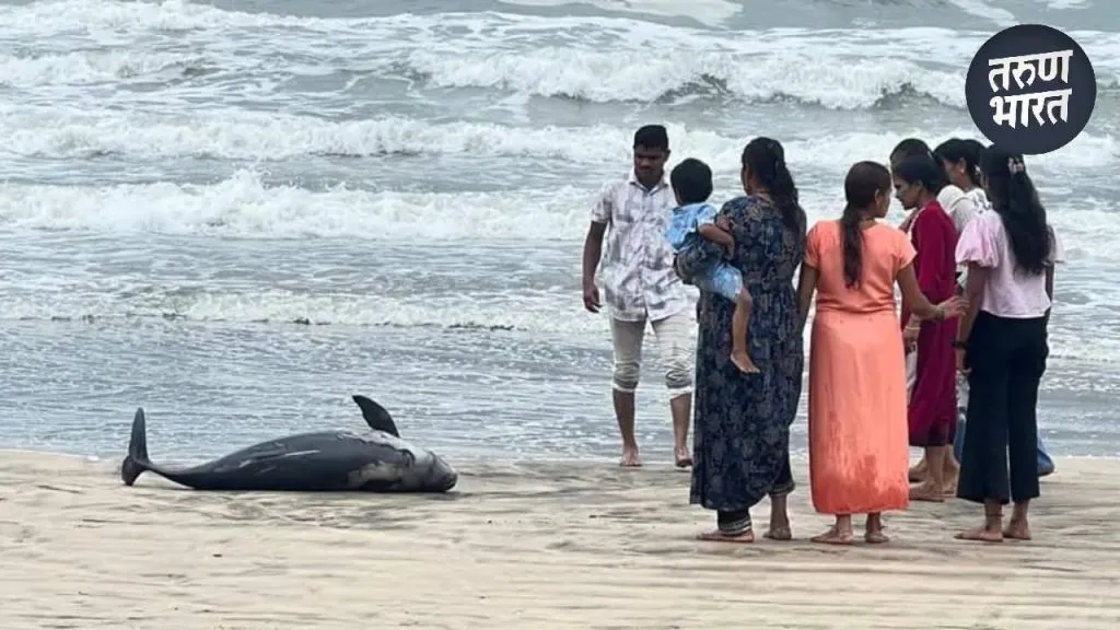 Konkan News : गणपतीपुळे समुद्रकिनाऱ्यावर आढळला मृत ‘डॉल्फीन’ people rushed to it clear that it was dead dolphin ganpatipule beach