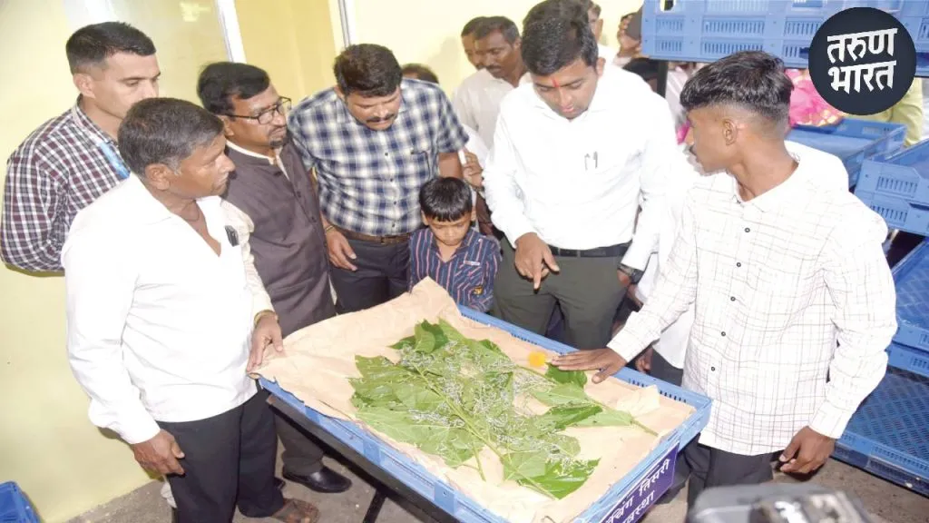 sericulture abandoning traditional crops is increasing day by day