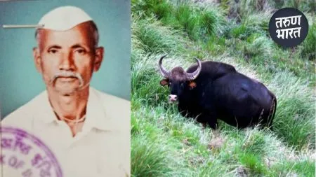 Bison Attack Kolhapur: गव्याच्या हल्ल्यात ग्रामपंचायत कर्मचाऱ्याचा दुर्दैवी मृत्यू, कुदळवाडीतील घटना Regional Forest Department staff immediately reached the spot