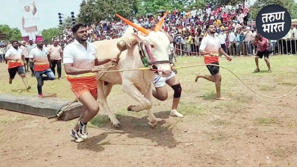 Karnataki Bendur 2025: तब्बल 400 किलो वजनाचे शिसवी लाकूड ओढण्याची स्पर्धा, काय आहे स्पर्धेची खासियत? Shisvi wood from the time Jagirdars used for this race wood weighs