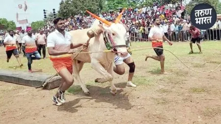 Karnataki Bendur 2025: तब्बल 400 किलो वजनाचे शिसवी लाकूड ओढण्याची स्पर्धा, काय आहे स्पर्धेची खासियत? Shisvi wood from the time Jagirdars used for this race wood weighs