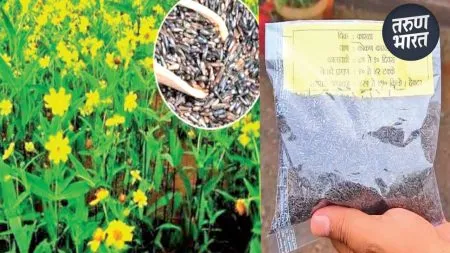 Rice Research Center Agricultural University black sesame grown