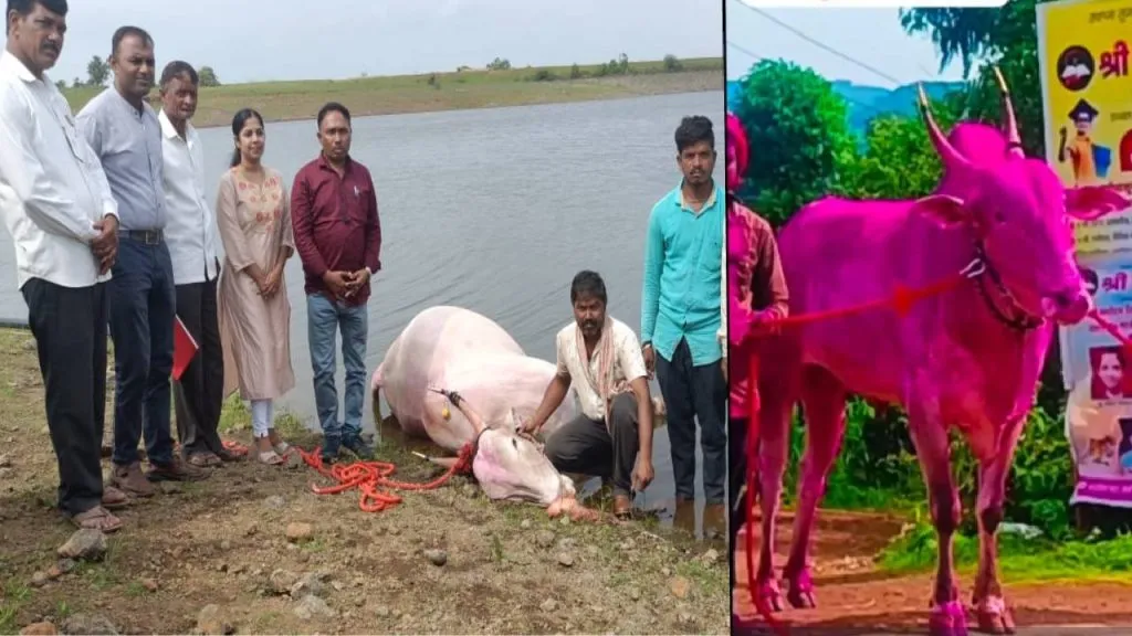 Kolhapur News: बेंदराच्या तोंडावर बैलाचा तलावात बुडून मृत्यू, शेतकऱ्याला अश्रू अनावर brought to the municipal pond to give water the bulls in manpadale