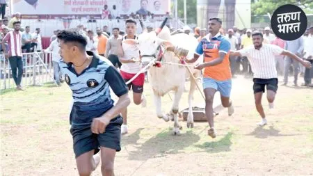 Karnataki Bendur 2025: 120 वर्षानंतरही कर्नाटकी बेंदूर, इचलकरंजीतील कर तोडणीची परंपरा काय? luxurious palace stood village population of barely seven thousand