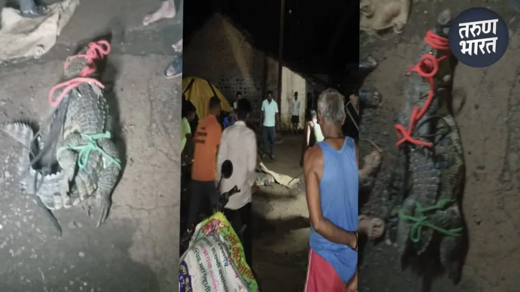 two hours of effort, local residents succeeded capturing crocodile