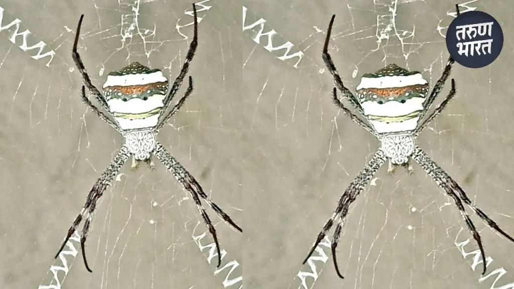 Tushar Salgaonkar informed rare 'warrior spider', a spider species