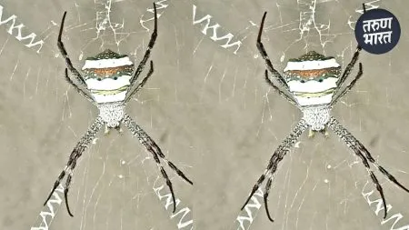 Tushar Salgaonkar informed rare 'warrior spider', a spider species
